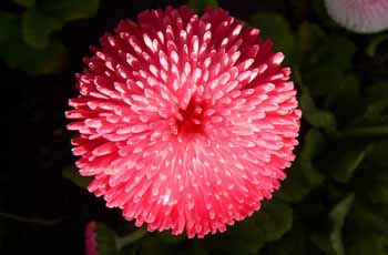 免费ddos在线攻击