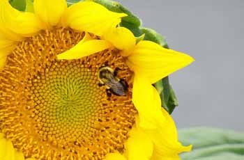 强劲且性能优异的网站攻击工具手机版